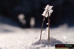 landschaft-winter-11